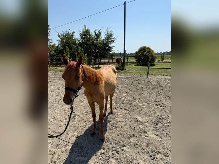 Quarter pony Étalon 1 Année Alezan dun in San Lorenzo Della Pioppa