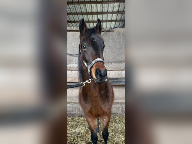 Quarter pony Étalon 2 Ans 149 cm Bai in Eppelborn