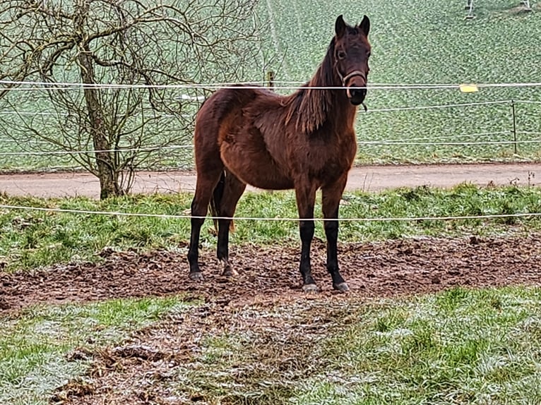 Quarter pony Étalon 2 Ans 149 cm Bai in Eppelborn