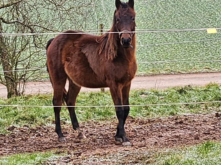 Quarter pony Étalon 2 Ans 149 cm Bai in Eppelborn