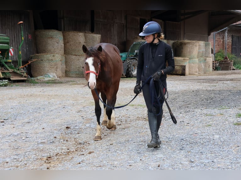 Quarter pony Croisé Étalon 2 Ans 150 cm Bai in Buchen (Odenwald)