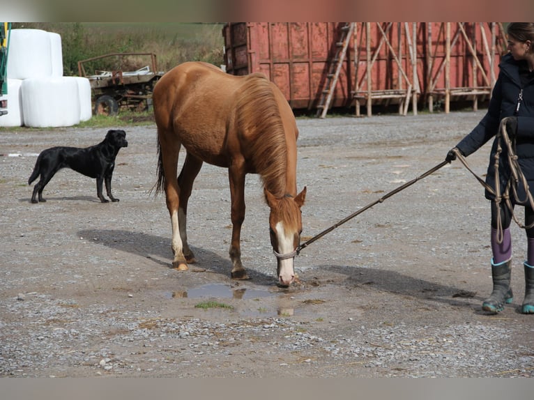 Quarter pony Croisé Étalon 2 Ans 157 cm Alezan in Buchen (Odenwald)