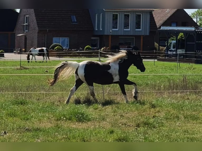 Quarter pony Étalon 4 Ans 135 cm Buckskin in Varrel