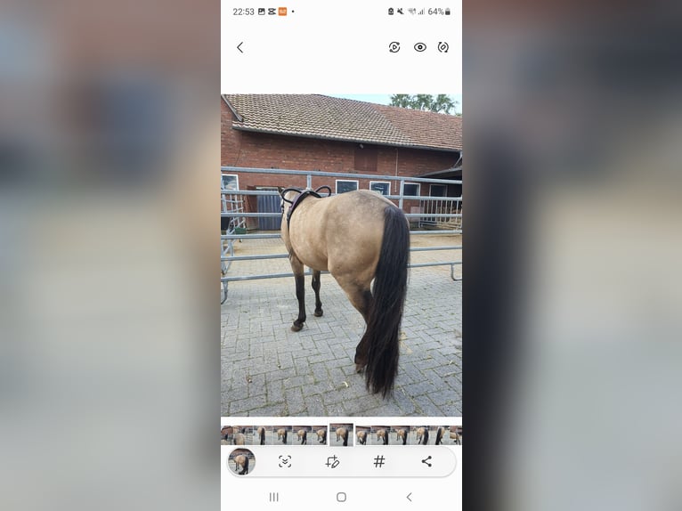 Quarter pony Étalon 4 Ans 135 cm Buckskin in Varrel