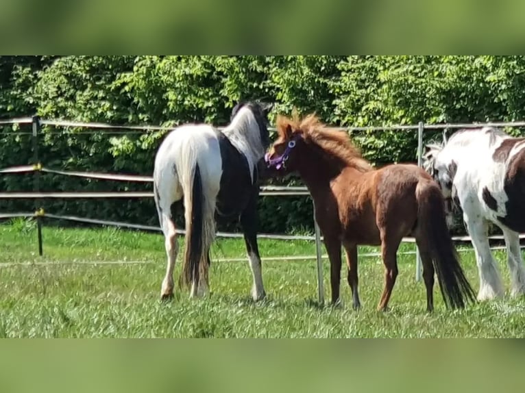 Quarter pony Étalon 4 Ans 135 cm Buckskin in Varrel