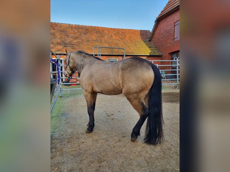 Quarter pony Étalon 4 Ans 135 cm Buckskin in Varrel