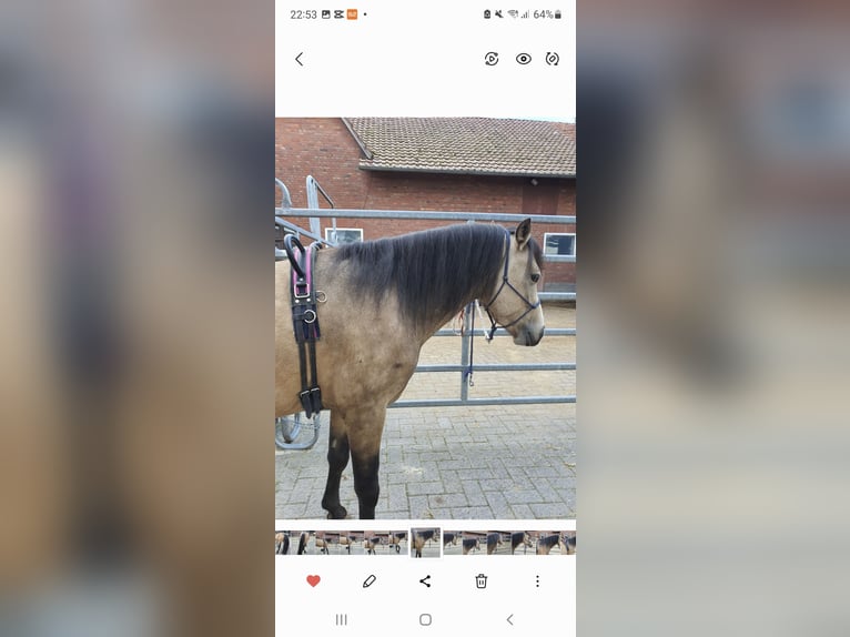 Quarter pony Étalon 4 Ans 135 cm Buckskin in Varrel