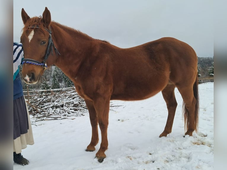 Quarter pony Étalon 6 Ans 147 cm Alezan in Höchenschwand
