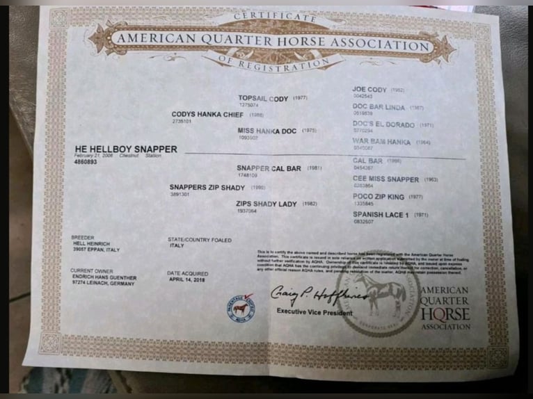 Quarter pony Étalon 6 Ans 148 cm Alezan in Höchenschwand