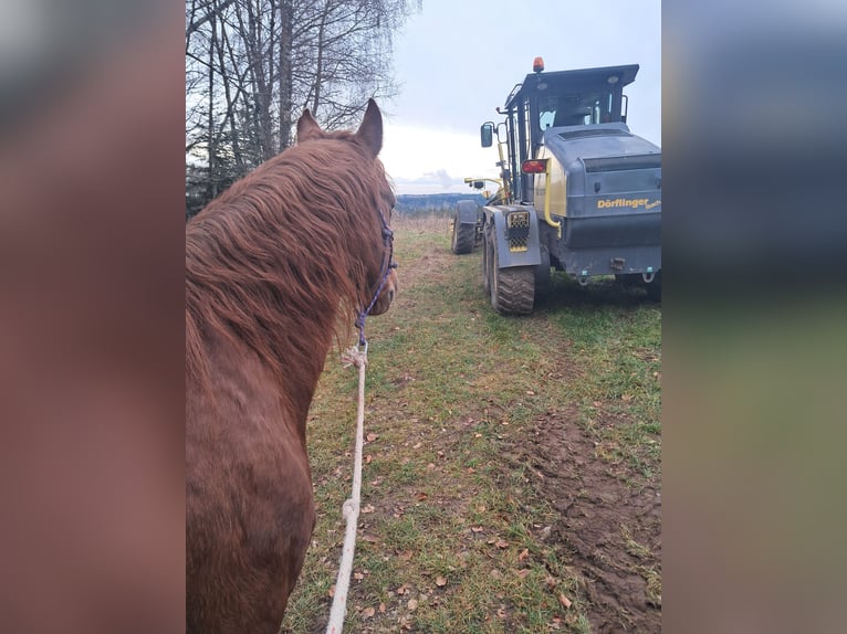 Quarter pony Étalon 6 Ans 148 cm Alezan in Höchenschwand