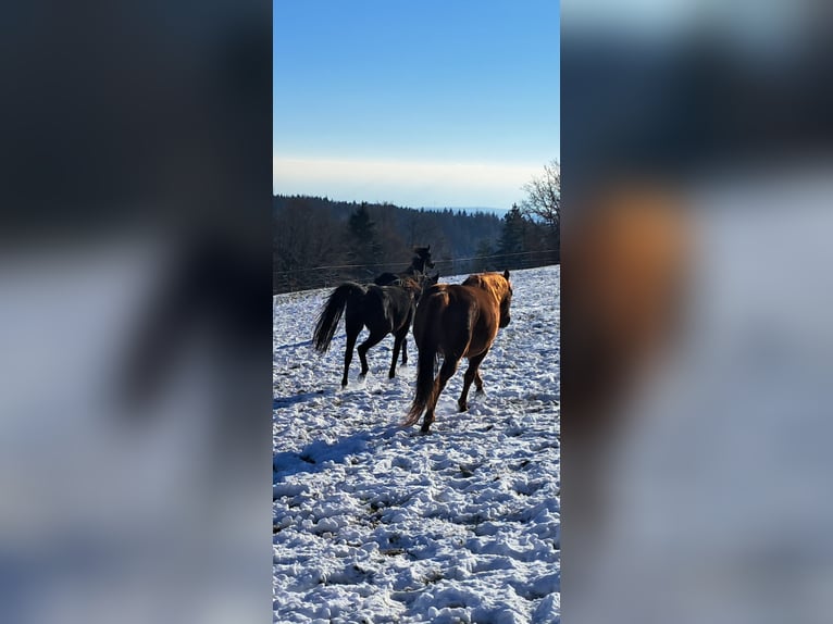 Quarter pony Étalon 6 Ans 148 cm Alezan in Höchenschwand