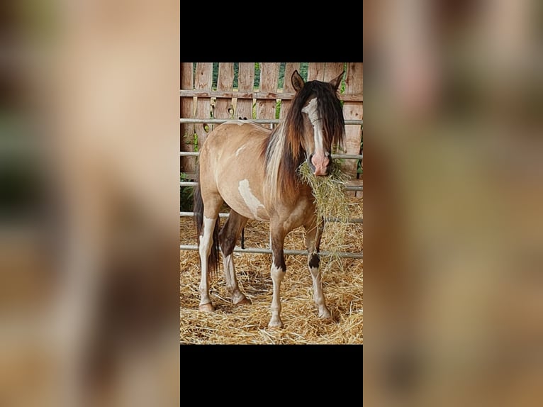 Quarter pony Étalon Isabelle in Kalbe(milde)