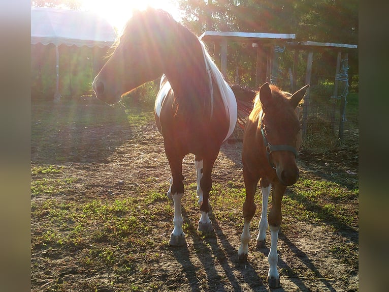 Quarter pony Étalon Poulain (05/2024) 130 cm Bai clair in Dessau