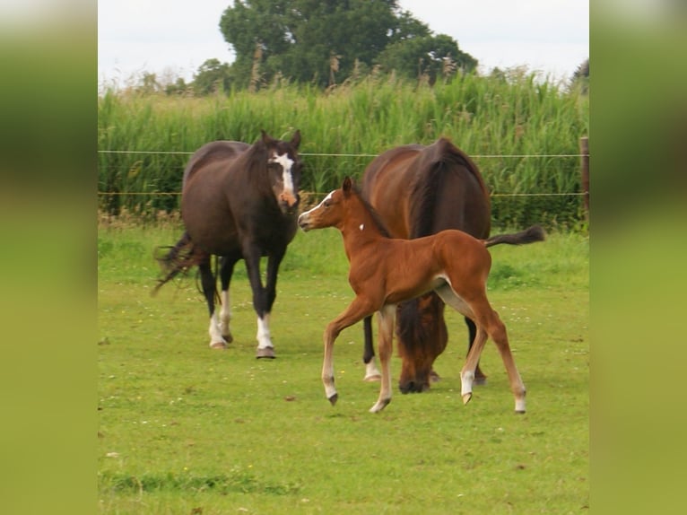 Quarter pony Étalon  148 cm Bai in Velpke