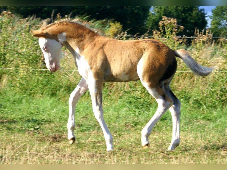 Quarter pony Étalon Poulain (07/2026) 148 cm Overo-toutes couleurs in Velpke