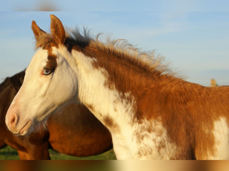 Quarter pony Étalon Poulain (08/2025) 150 cm Overo-toutes couleurs in Velpke