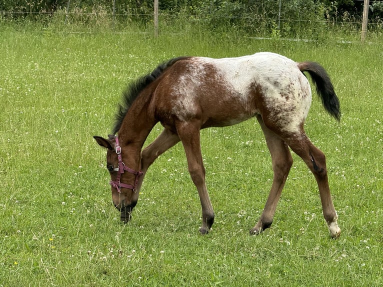 Quarter pony Étalon Poulain (05/2024) Bai in Lichtenau