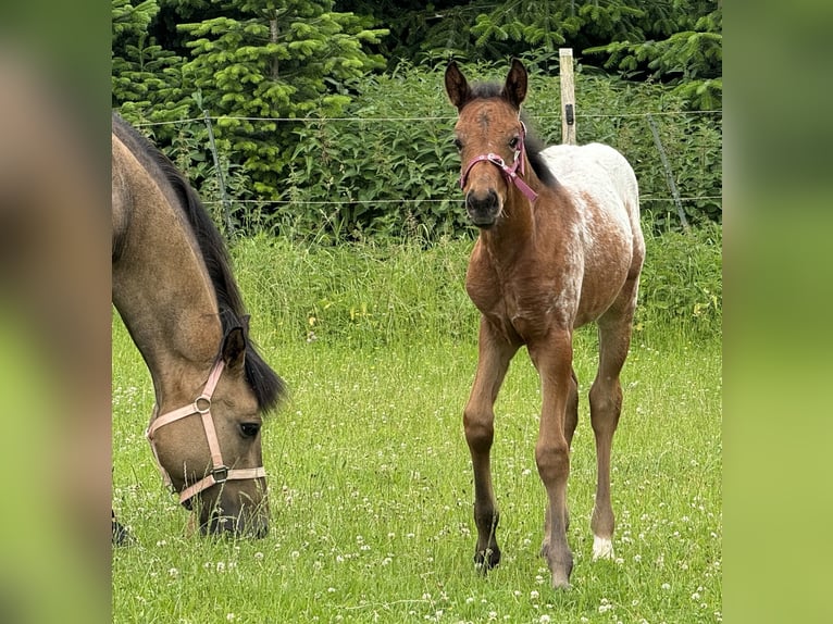 Quarter pony Étalon Poulain (05/2024) Bai in Lichtenau