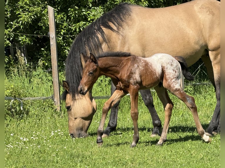 Quarter pony Étalon Poulain (05/2024) Bai in Lichtenau