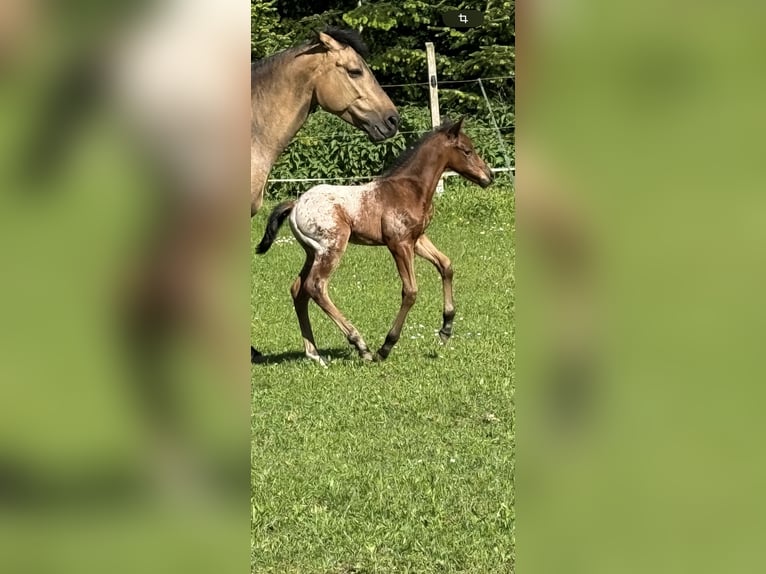 Quarter pony Étalon Poulain (05/2024) Bai in Lichtenau