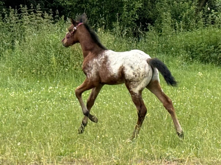 Quarter pony Étalon Poulain (05/2024) Bai in Lichtenau