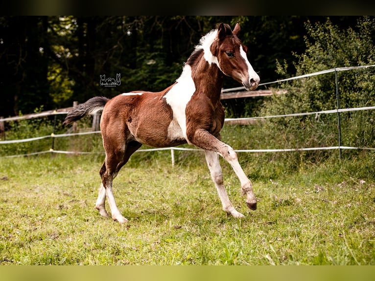 Quarter pony Étalon Poulain (03/2024) in Lohra