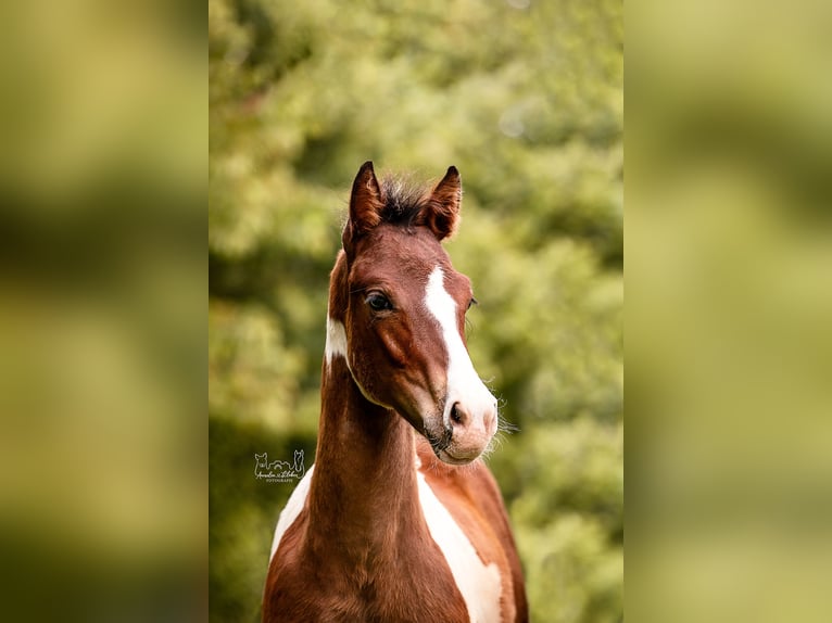 Quarter pony Étalon Poulain (03/2024) in Lohra