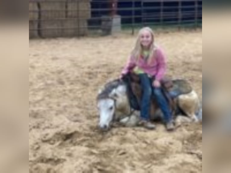 Quarter Pony Gelding 10 years 10,1 hh White in Joshua TX