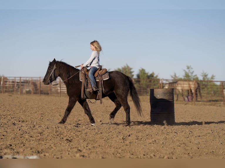 Quarter Pony Gelding 10 years 12,2 hh Black in Canyon