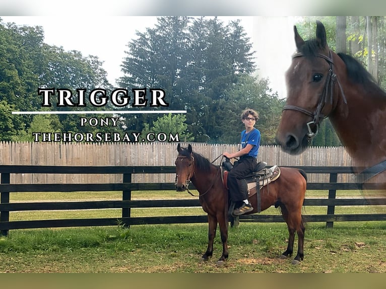 Quarter Pony Gelding 10 years 12,2 hh Bay in Coatesville, PA