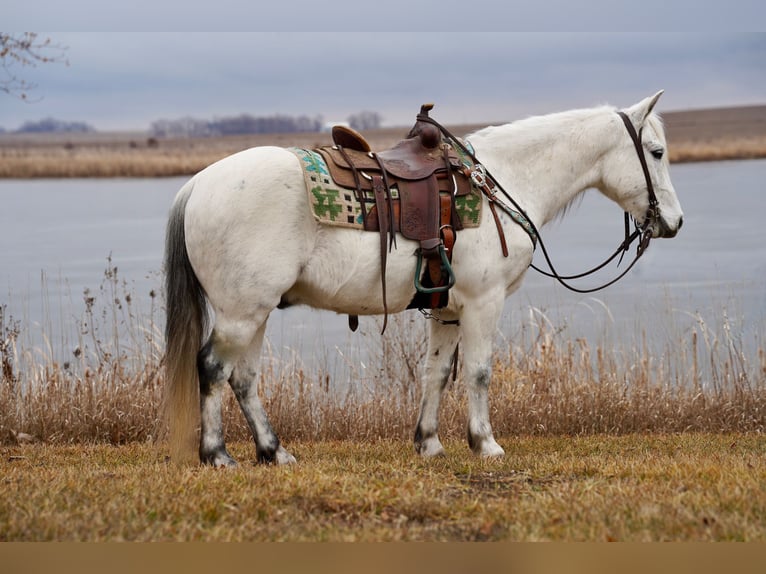 Quarter Pony Gelding 10 years 13,1 hh Gray in Valley Springs, SD
