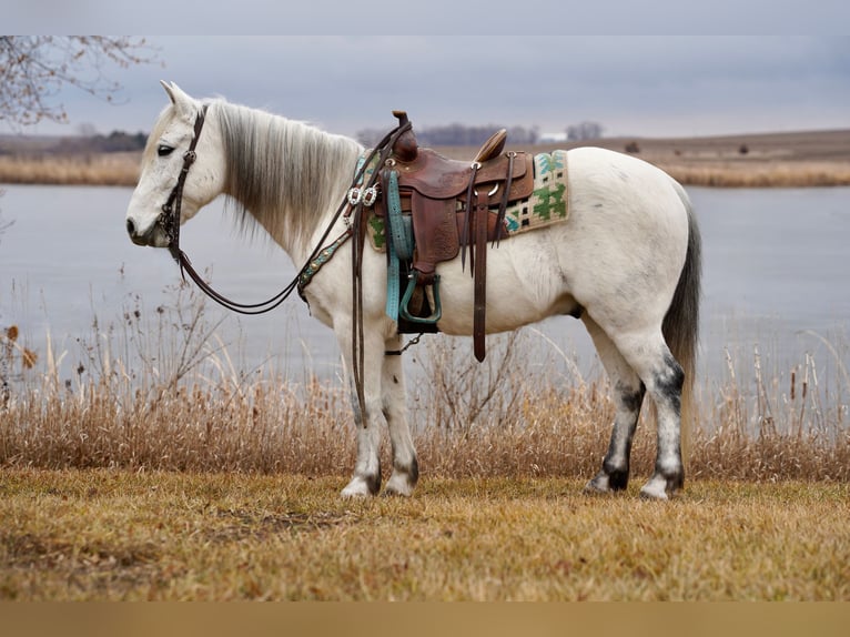 Quarter Pony Gelding 10 years 13,1 hh Gray in Valley Springs, SD