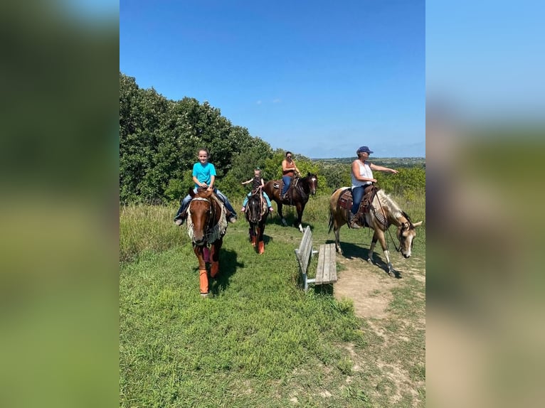 Quarter Pony Gelding 10 years 13,2 hh Black in Valley Springs, SD
