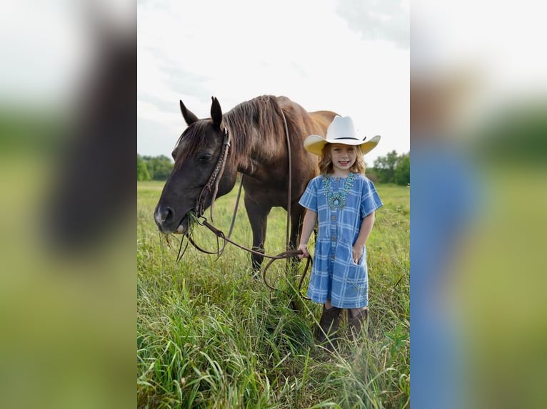 Quarter Pony Gelding 10 years 13,2 hh Black in Valley Springs, SD