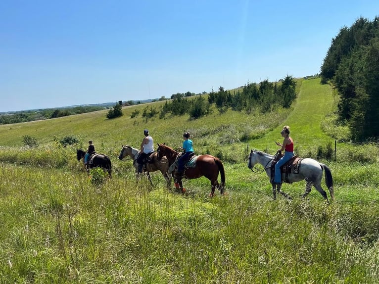 Quarter Pony Gelding 10 years 13,2 hh Black in Valley Springs, SD