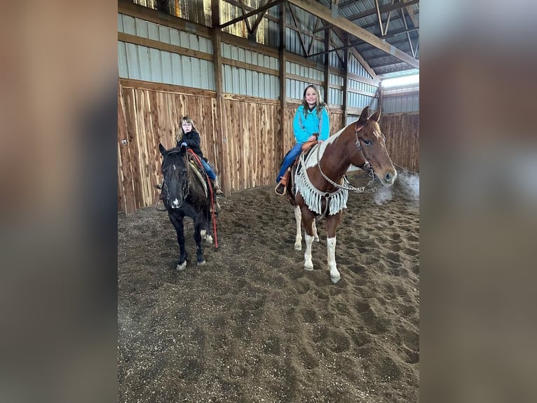 Quarter Pony Gelding 10 years 13,2 hh Black in Valley Springs, SD