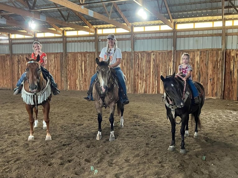 Quarter Pony Gelding 10 years 13,2 hh Black in Valley Springs, SD