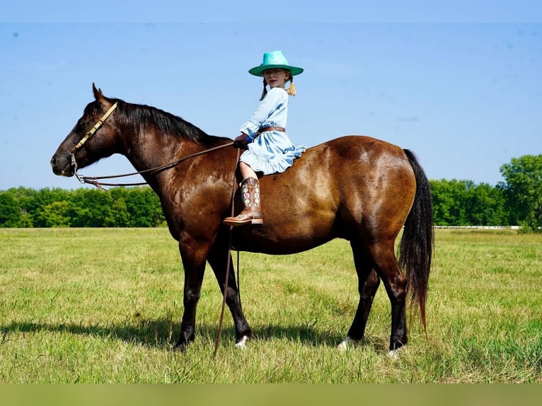 Quarter Pony Gelding 10 years 13,2 hh Black in Valley Springs, SD