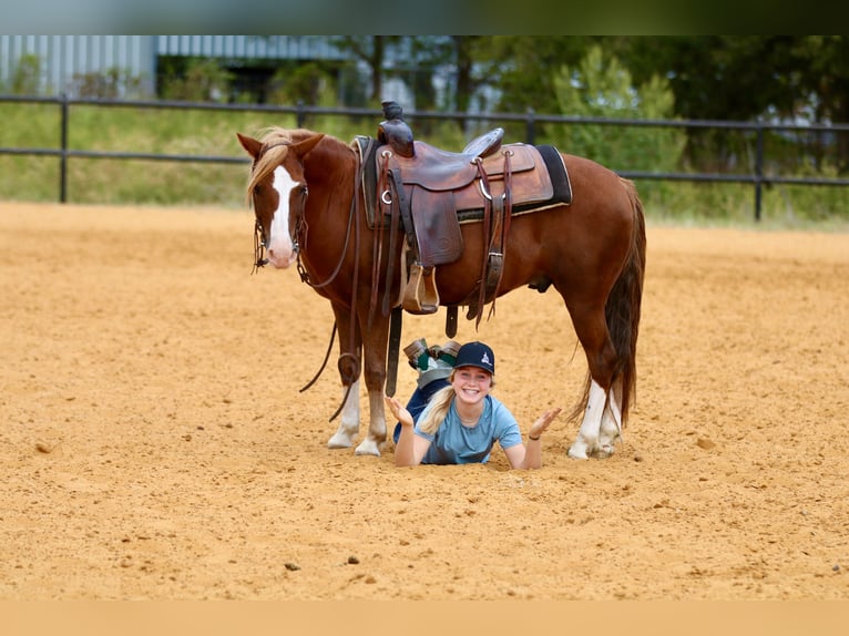Quarter Pony Gelding 10 years 13 hh Sorrel in Decatur, TX