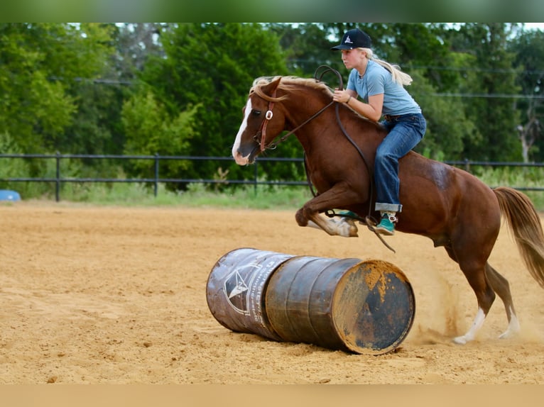 Quarter Pony Gelding 10 years 13 hh Sorrel in Decatur, TX