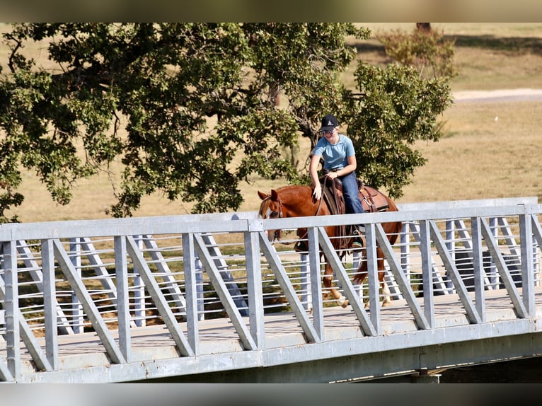 Quarter Pony Gelding 10 years 13 hh Sorrel in Decatur, TX