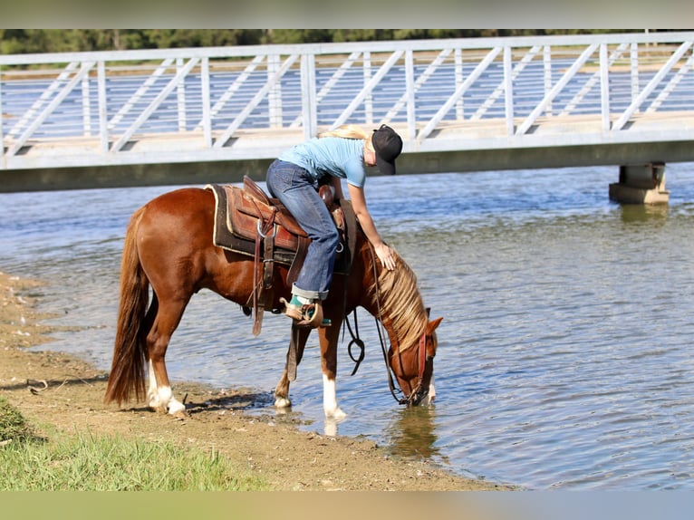 Quarter Pony Gelding 10 years 13 hh Sorrel in Decatur, TX