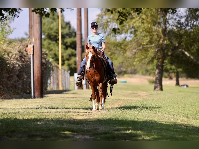 Quarter Pony Gelding 10 years 13 hh Sorrel in Decatur, TX