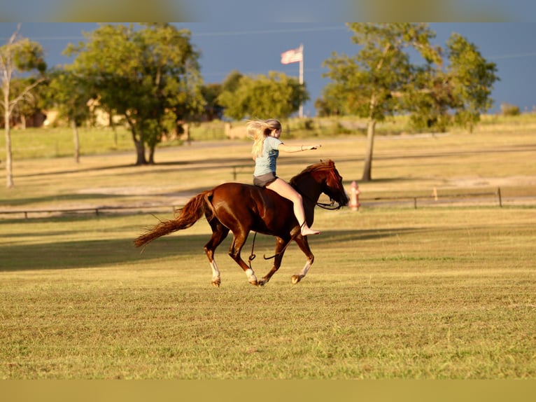 Quarter Pony Gelding 10 years 13 hh Sorrel in Decatur, TX