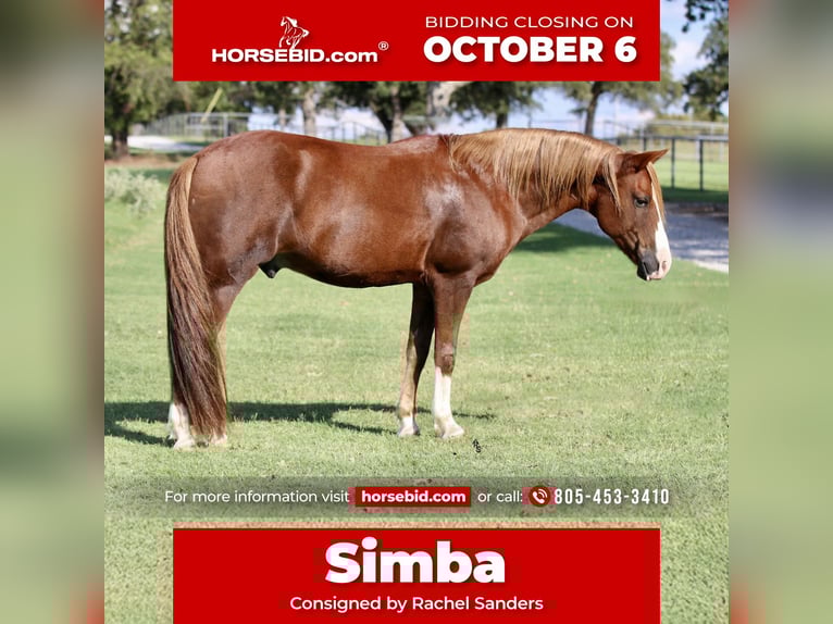 Quarter Pony Gelding 10 years 13 hh Sorrel in Decatur, TX