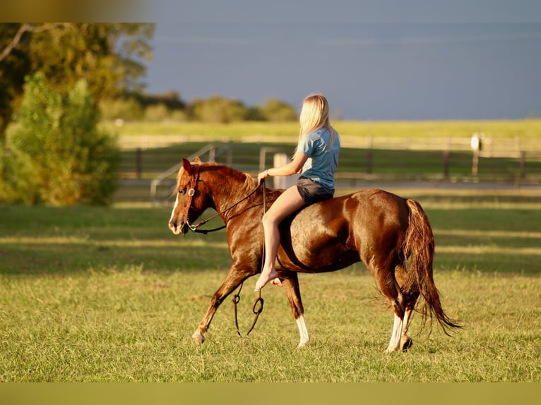 Quarter Pony Gelding 10 years 13 hh Sorrel in Decatur, TX