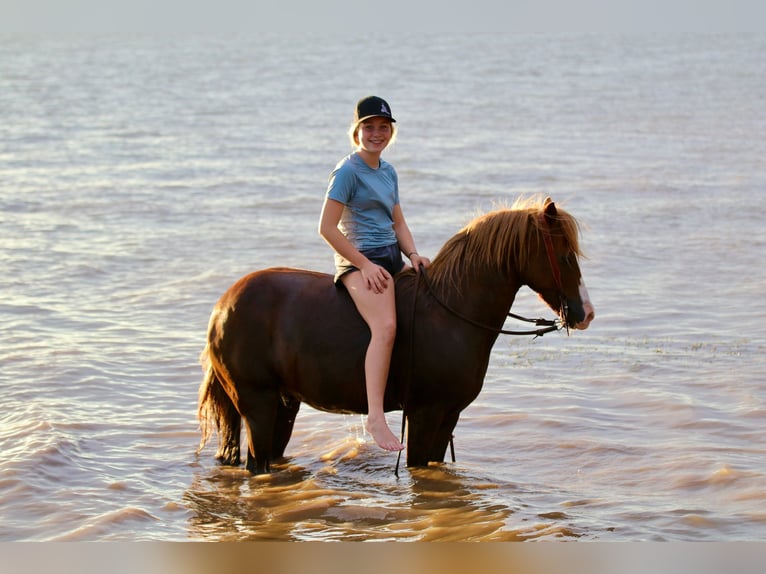 Quarter Pony Gelding 10 years 13 hh Sorrel in Decatur, TX