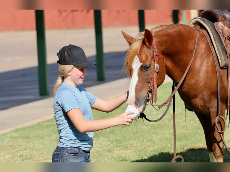 Quarter Pony Gelding 10 years 13 hh Sorrel in Decatur, TX