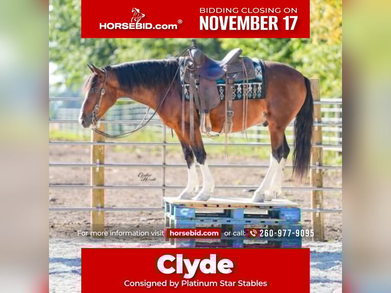 Quarter Pony Gelding 10 years 13,2 hh Bay in Independence