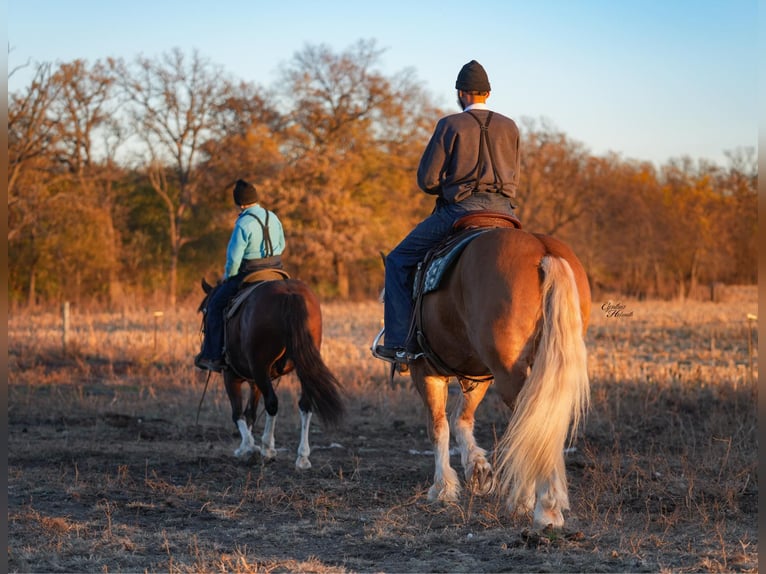 Quarter Pony Gelding 10 years 13,2 hh Bay in Independence